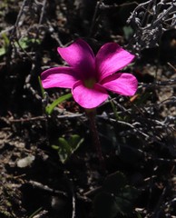 Oxalis eckloniana-nidulans