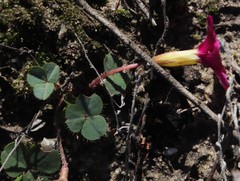 Oxalis eckloniana-nidulans