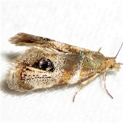 Prochoreutis extrincicella