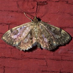 Anania tertialis