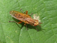 Elgiva solicita