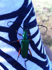 Plinthocoelium suaveolens