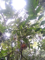 Chamaedorea pinnatifrons