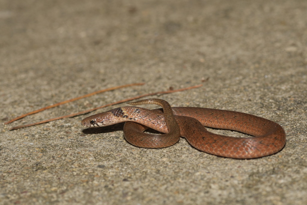 Chinese Mountain Snake