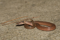 Chinese Mountain Snake photo 1