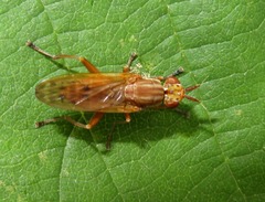 Elgiva solicita