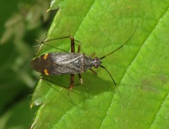 Closterotomus fulvomaculatus