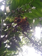 Chamaedorea pinnatifrons