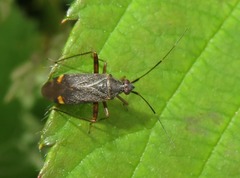 Closterotomus fulvomaculatus