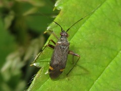 Closterotomus fulvomaculatus