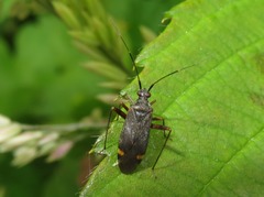 Closterotomus fulvomaculatus