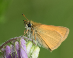 Thymelicus lineola