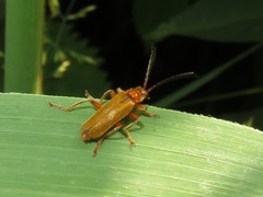 Cantharis pallida