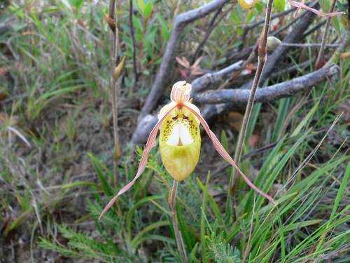 Phragmipedium klotzschianum
