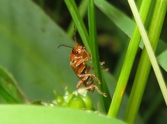 Cantharis pallida