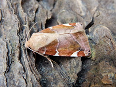 Cosmia diffinis