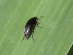 Anaspis rufilabris