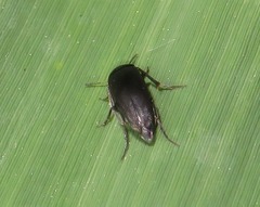 Anaspis rufilabris