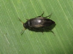 Anaspis rufilabris