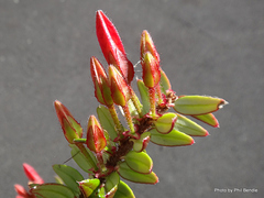 Agapetes serpens