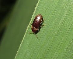 Trixagus dermestoides