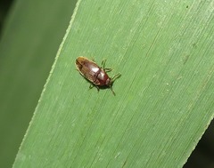 Trixagus dermestoides