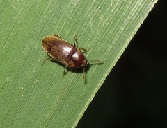 Trixagus dermestoides