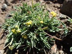 Lomatium greenmanii