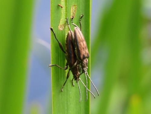 Depressed Aquatic Leaf Beetle, Zuid-Holland, Nederland, photo 10 of 10