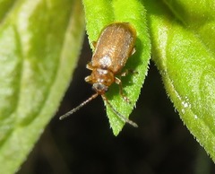 Galerucella pusilla