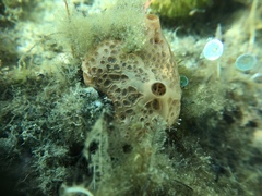 Hemimycale columella