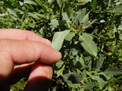 Salix orestera
