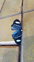 Hypocrita fenestraria