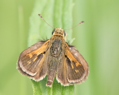 Polites peckius