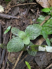 Fittonia albivenis