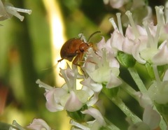 Anaspis flava