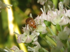 Anaspis flava
