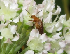 Anaspis flava