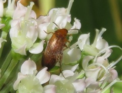 Anaspis flava