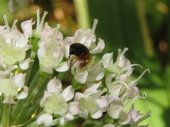 Anaspis flava