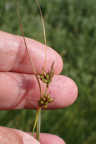 Image of Carex distans by no rights reserved