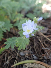 Polemonium californicum
