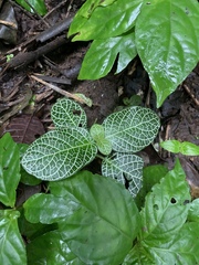 Fittonia albivenis