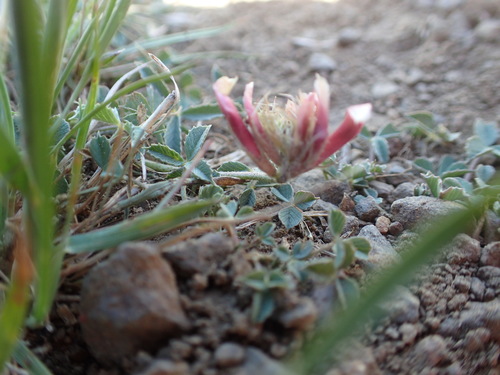 Trifolium longipes ssp. multipedunculatum