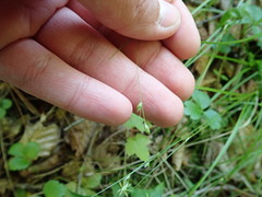 Carex trisperma