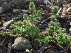 Pogogyne serpylloides