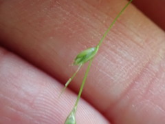 Carex trisperma
