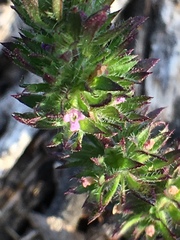 Pogogyne serpylloides