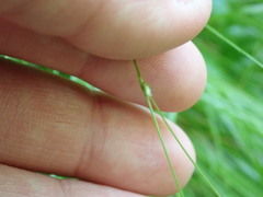 Carex trisperma