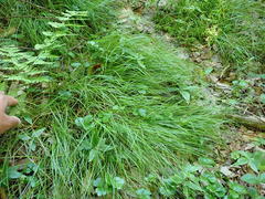 Carex trisperma